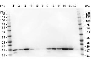 Western Blot of Rabbit anti-Histone H3 antibody. (Histone 3 antibody  (C-Term))