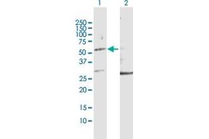 Western Blot analysis of KRT32 expression in transfected 293T cell line by KRT32 MaxPab polyclonal antibody. (KRT32 antibody  (AA 1-448))
