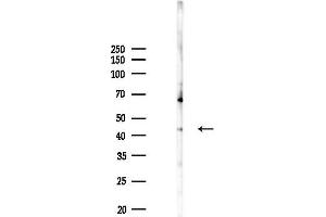 Western blot analysis of lysates from Mouse liver, using PPM1A Antibody at 1/1000 dilution.