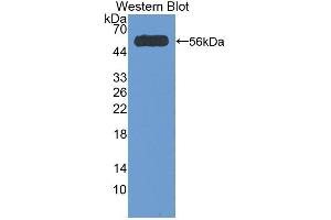 Corin antibody  (AA 807-1038)