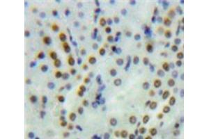 IHC-P analysis of Kidney tissue, with DAB staining. (PYGO1 antibody  (AA 201-419))