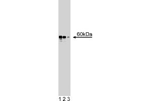 Western Blotting (WB) image for anti-RAD9 Homolog A (S. Pombe) (RAD9A) (AA 264-370) antibody (ABIN968473) (RAD9A antibody  (AA 264-370))