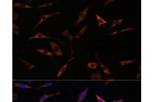 Immunofluorescence analysis of L929 cells using RPL28 Polyclonal Antibody at dilution of 1:100. (RPL28 antibody)