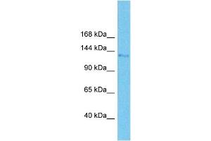 Host:  Rabbit  Target Name:  AFF4  Sample Tissue:  Rat Small Intestine  Antibody Dilution:  1ug/ml (AFF4 antibody  (Middle Region))