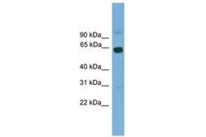 Image no. 1 for anti-Ligand Dependent Nuclear Receptor Corepressor-Like (LCORL) (AA 301-350) antibody (ABIN6746182) (LCORL antibody  (AA 301-350))