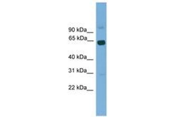 LCORL Antikörper  (AA 301-350)