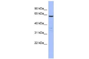 WB Suggested Anti-PLS1 Antibody Titration: 0.