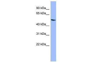 CYP2D6 antibody used at 1 ug/ml to detect target protein.