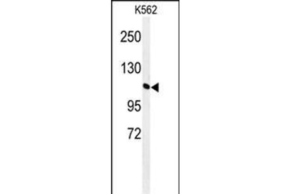 GTF2IRD2 抗体  (C-Term)