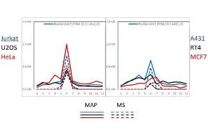 PAGE-MAP (microsphere affinity proteomics) of Rabbit Anti-PCNA Antibody (ABIN129712). (PCNA antibody  (Internal Region))
