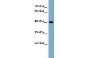 KCTD16 抗体  (AA 107-156)