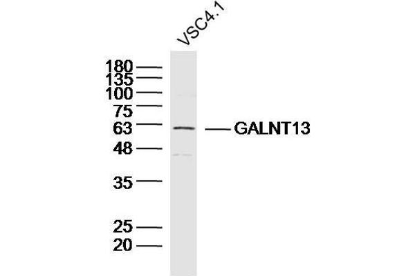 GALNT13 抗体  (AA 351-450)