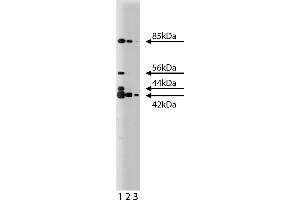 Western Blotting (WB) image for anti-ERK (Pan) (AA 219-358) antibody (ABIN967765) (ERK (Pan) (AA 219-358) antibody)