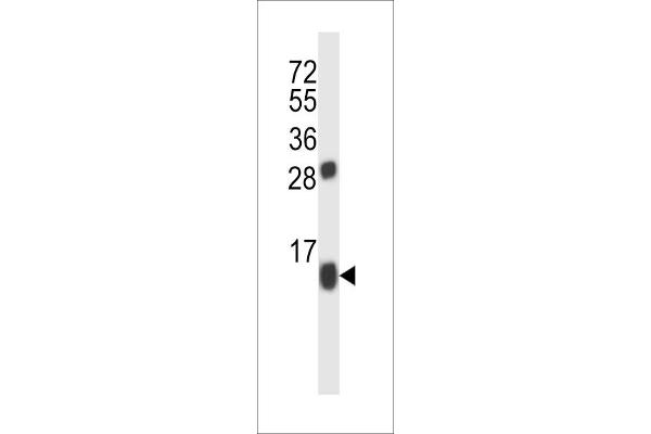 BRP44 antibody  (C-Term)