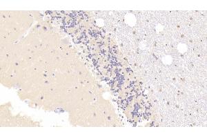 Immunohistochemistry (IHC) image for anti-Endonuclease G (ENDOG) (AA 16-290) antibody (ABIN7440854)