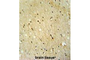 VWA3B antibody (C-term) immunohistochemistry analysis in formalin fixed and paraffin embedded human brain tissue followed by peroxidase conjugation of the secondary antibody and DAB staining. (VWA3B antibody  (C-Term))