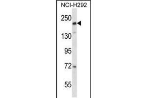 Western blot analysis in NCI-H292 cell line lysates (35ug/lane). (CD163L1 antibody  (C-Term))