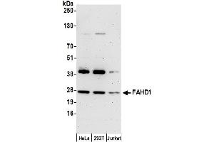 Western Blotting (WB) image for anti-Fumarylacetoacetate Hydrolase Domain Containing 1 (FAHD1) (AA 174-224) antibody (ABIN7452605)