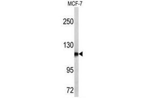 Western blot analysis of PSA antibody (C-term) in MCF-7 cell line lysates (35ug/lane). (NPEPPS antibody  (C-Term))