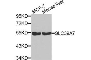 Western blot analysis of extracts of various cell lines, using SLC39A7 antibody. (SLC39A7 antibody  (AA 235-380))