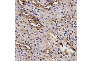 Immunohistochemistry (IHC) image for anti-Butyrylcholinesterase (BCHE) antibody (ABIN1871242) (Butyrylcholinesterase antibody)