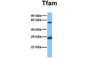 Host:  Rabbit  Target Name:  Tfam  Sample Tissue:  Human Fetal Kidney  Antibody Dilution:  1. (TFAM antibody  (Middle Region))