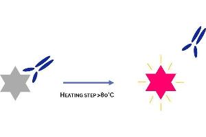 Principle of HotStart Antibody (Taq DNA Polymerase antibody)