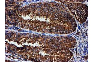 Image no. 5 for anti-Protein Disulfide Isomerase Family A, Member 4 (PDIA4) antibody (ABIN1500110) (PDIA4 antibody)