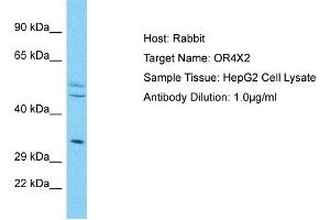 Host: Rabbit Target Name: OR4X2 Sample Type: HepG2 Whole Cell lysates Antibody Dilution: 1. (OR4X2 antibody  (N-Term))