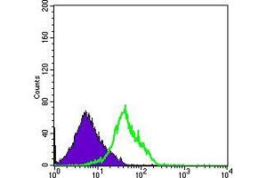 Flow cytometric analysis of RAJI cells using CD94 mouse mAb (green) and negative control (purple). (CD94 antibody)