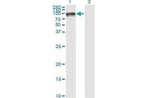 Western Blot analysis of PECAM1 expression in transfected 293T cell line by PECAM1 monoclonal antibody (M01), clone 1D2-1A5. (CD31 antibody  (AA 29-738))