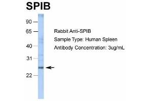 WB Suggested Anti-SPIB Antibody Titration: 3 ug/ml ELISA Titer: 1:62500 Positive Control: spleen tissue lysate SPIB is supported by RNA-seq  data to be expressed in spleen (SPIB antibody  (C-Term))