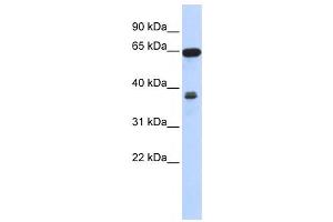 Western Blotting (WB) image for anti-Regulator of Chromosome Condensation 2 (RCC2) antibody (ABIN2459988) (RCC2 antibody)