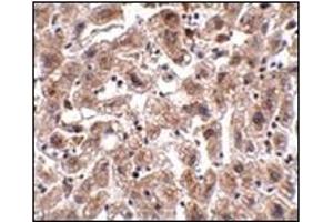 Immunohistochemistry of OCLN in human liver tissue with this product at 2. (Occludin antibody  (C-Term))