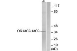 Western blot analysis of extracts from Jurkat cells, using OR13C2/13C9 Antibody. (OR13C2/13C9 (AA 232-281) antibody)