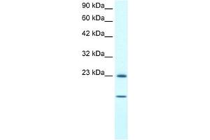 HSPB1 antibody (20R-1322) used at 0. (HSP27 antibody  (C-Term))