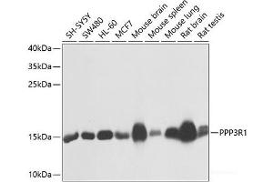 PPP3R1 antibody