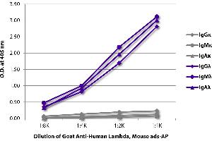 ELISA plate was coated with purified human IgGκ, IgMκ, IgAκ, IgGλ, IgMλ, and IgAλ. (lambda antibody (Alkaline Phosphatase (AP)))