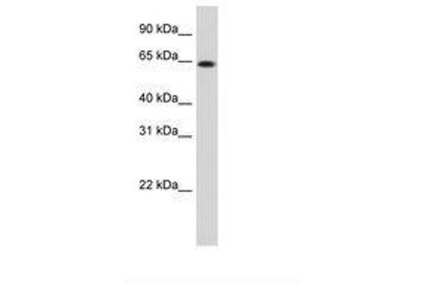 RNF6 antibody  (N-Term)