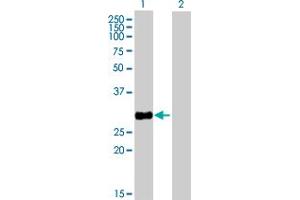 Western Blot analysis of HSD17B8 expression in transfected 293T cell line by HSD17B8 MaxPab polyclonal antibody. (HSD17B8 antibody  (AA 1-261))