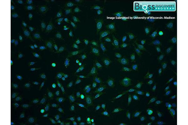 ITM2A antibody  (AA 73-123)