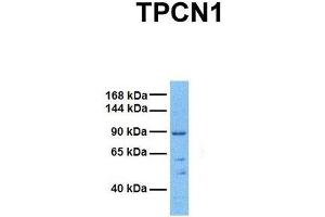 Host:  Rabbit  Target Name:  TPCN1  Sample Tissue:  Human 293T  Antibody Dilution:  1. (TPCN1 antibody  (N-Term))