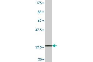 Western Blot detection against Immunogen (36. (PCDHA2 antibody  (AA 189-288))