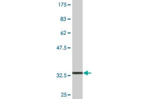 PCDHA2 antibody  (AA 189-288)