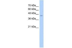ASS1 antibody used at 2. (ASS1 antibody  (N-Term))