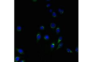 Immunofluorescent analysis of HepG2 cells using ABIN7166342 at dilution of 1:100 and Alexa Fluor 488-congugated AffiniPure Goat Anti-Rabbit IgG(H+L) (YIPF4 antibody  (AA 1-113))