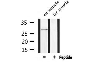 Western blot analysis of extracts from rat muscle, using MPZ Antibody. (MPZ antibody  (C-Term))