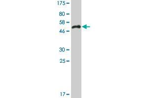 Western Blot detection against Immunogen (55. (SRSF5 antibody  (AA 1-272))