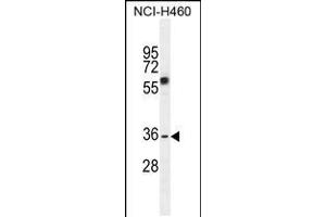 Western blot analysis in NCI-H460 cell line lysates (35ug/lane). (VSTM4 antibody  (AA 142-170))
