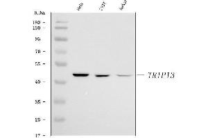 Western blot analysis of PCH2/TRIP13 using anti-PCH2/TRIP13 antibody (ABIN7599379).